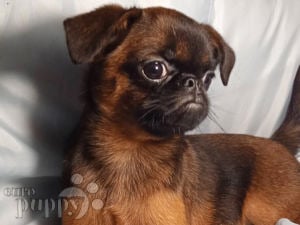 Brussels griffon mix clearance puppies for sale