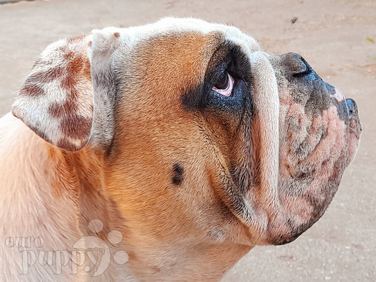 English Bulldog puppy