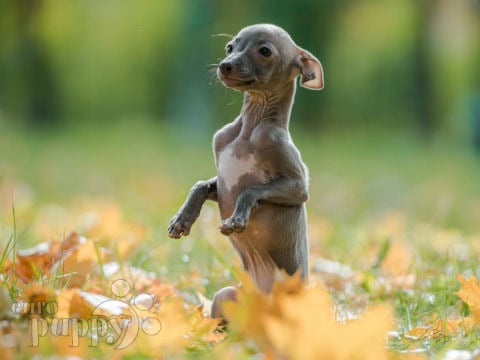 Italian Greyhound puppy for sale