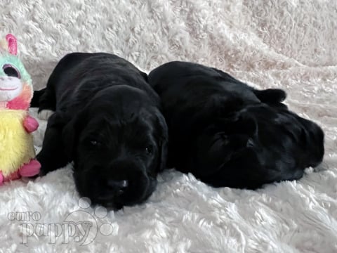 Portuguese Water Dog puppy for sale