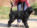 Portuguese Water Dog puppy