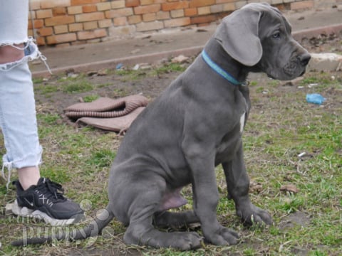Great Dane puppy for sale