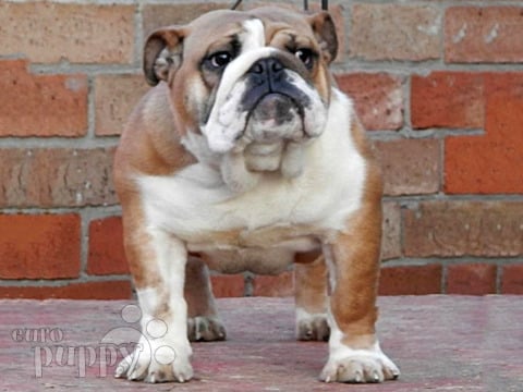 Bulldog Inglés puppy