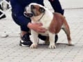 English Bulldog puppy for sale