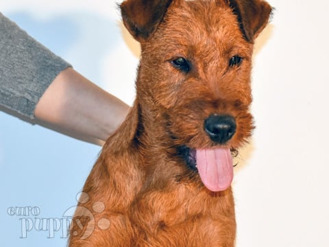 Irish terrier puppy cheap for sale