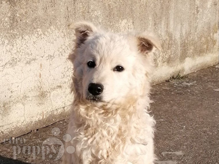 Mudi puppy