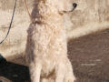 Mudi cachorro en venta