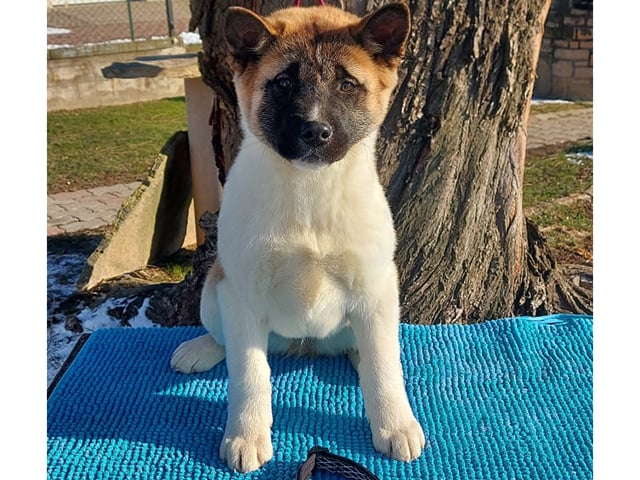 how intelligent is a akita