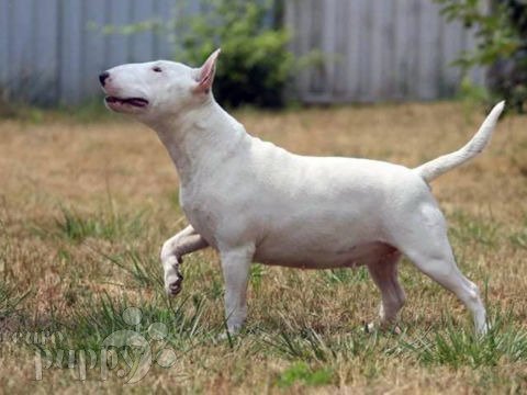 Miniature Bullterrier puppy