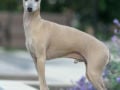 Italian Greyhound puppy