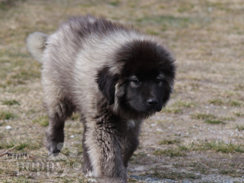 Caucasian Mountain Dog puppy