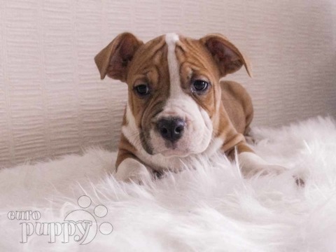 Amerikanischer Staffordshire-Terrier puppy