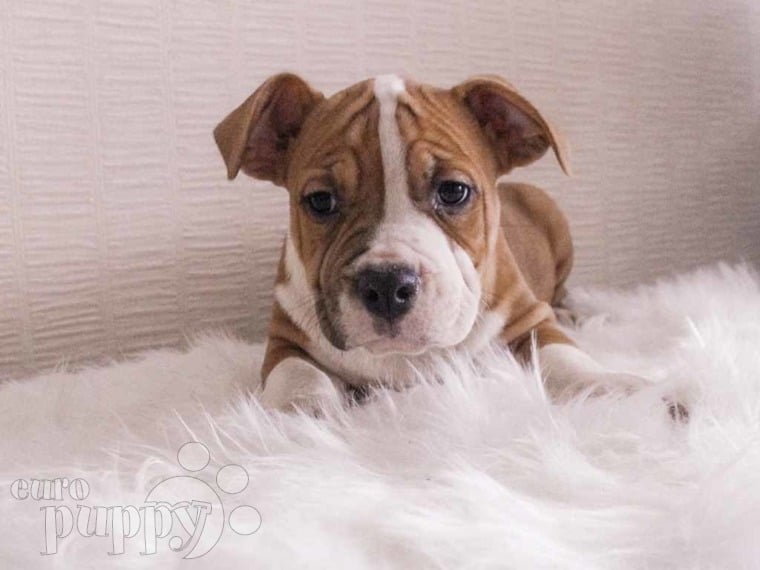 Amerikanischer Staffordshire-Terrier puppy