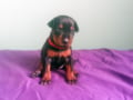 Doberman Pinscher puppy for sale