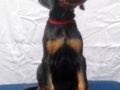 Dobermann puppy