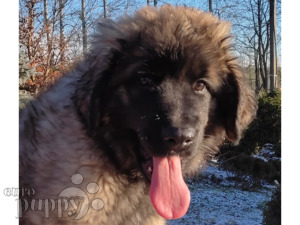 how much does a leonberger puppy cost