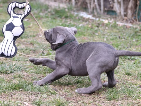 Italian Mastiff puppy