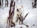 Siberian Husky Welpen
