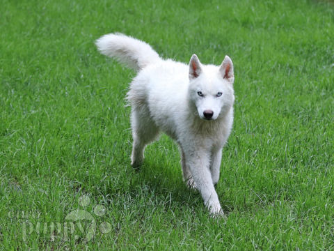 Siberian Husky Welpen