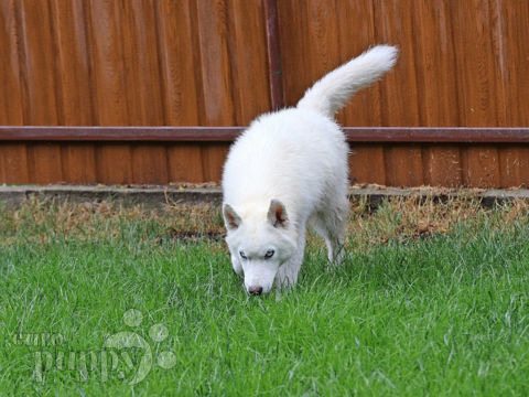 Husky Siberiano cachorro