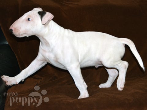 Bull Terrier puppy for sale