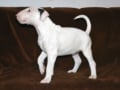 Bull Terrier puppy