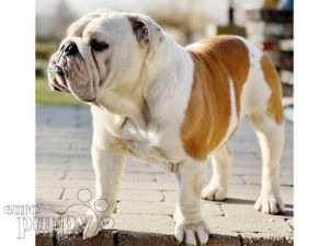 Bulldog Inglés puppy