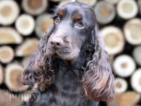 how much does a english cocker spaniel cost