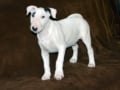 Bull Terrier cachorro en venta