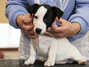 can a jack russell terrier live in yemen