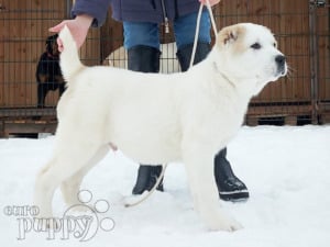 Central Asian Ovtcharka puppy