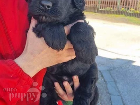 Ruso Negro Terrier cachorro