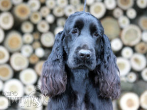 Englischer Cocker Spaniel puppy