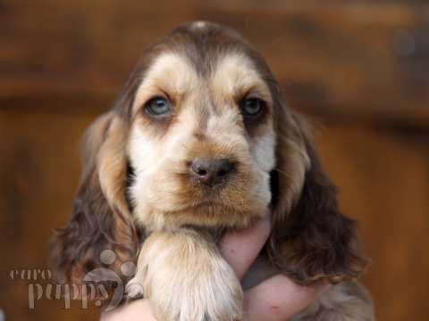 Englischer Cocker Spaniel puppy
