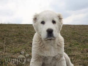 Central Asian Ovtcharka puppy for sale