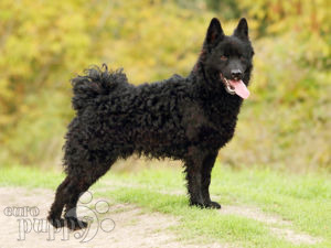 Mudi puppy