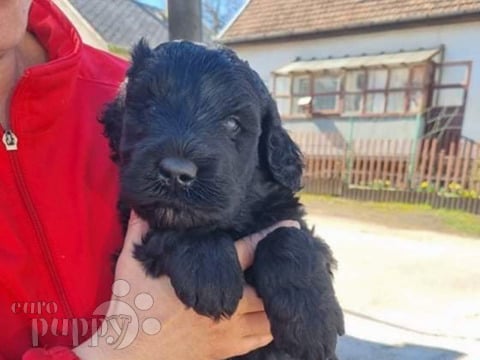 Ruso Negro Terrier puppy