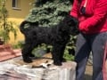 Schwarzer Russischer Terrier welpen kaufen