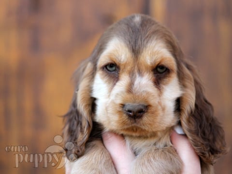 English Cocker Spaniel puppy for sale