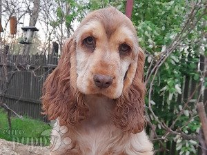 Chi spaniel hot sale for sale