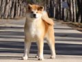 Akita Inu puppy for sale