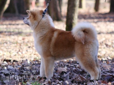 Akita Inu Welpen