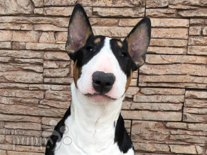 Bullterrier puppy