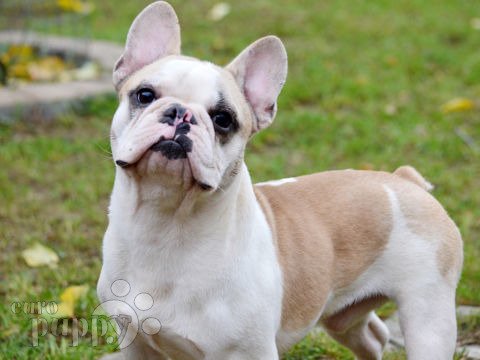 Französische Bulldogge welpen kaufen