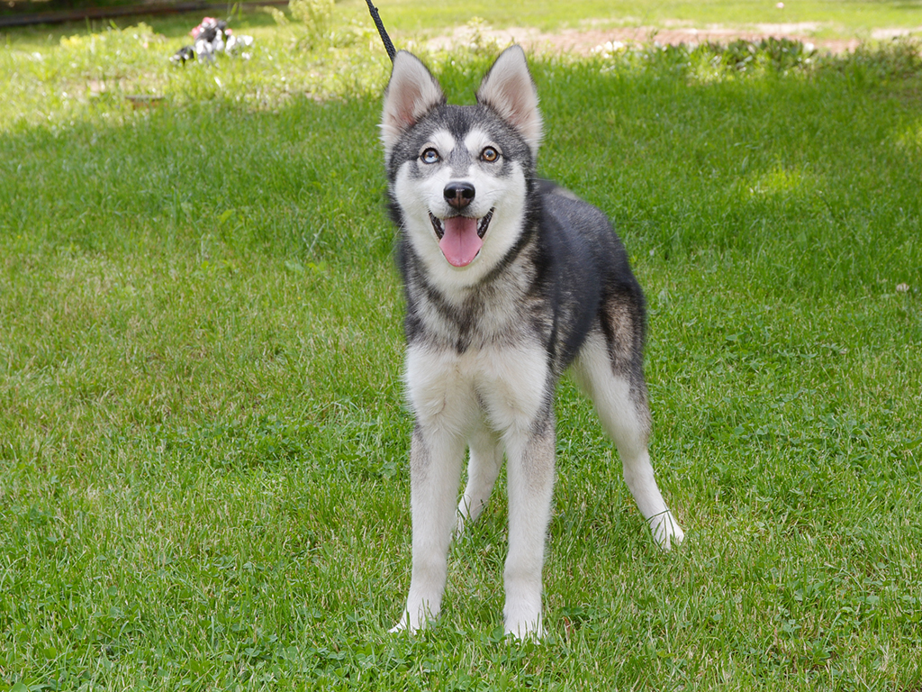 are siberian huskies supposed to be skinny