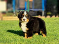 Perro de Montana Barnés cachorro en venta