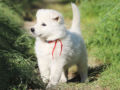 Berger Blanc Suisse puppy