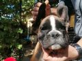 Boxer puppy