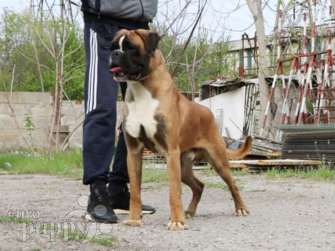 Boxer puppy
