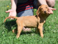 Vizsla puppy for sale
